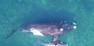 Whales